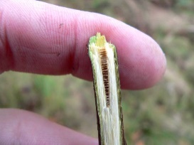 Green twig cut away to show white, fibrous interior and a brown-striped core