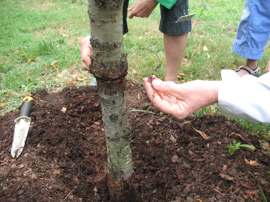 immature peach tree being strangled by a piece of wire