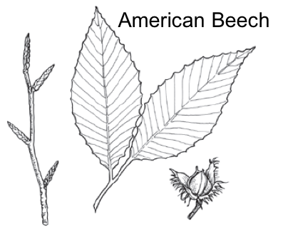 black and white image of beech leaves, buds, and seeds