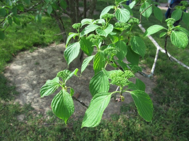 bright green leaves grow out of the ends of branches, leaves all grow from the same central points at stem tips