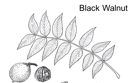 black and white image of black walnut leaves and nut
