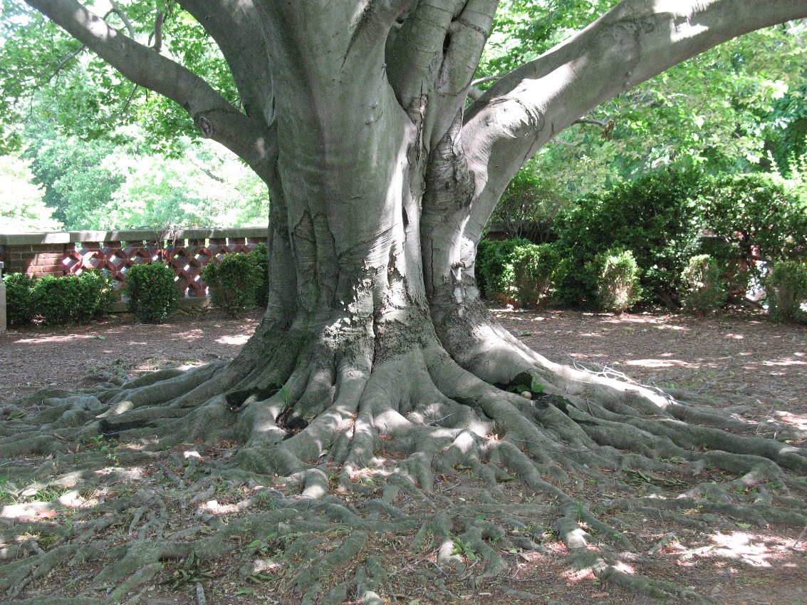 photo of the roots and trunk of a healthy beech