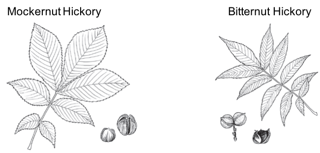 black and white images of mockernut and bitternut hickory leaves