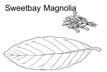 black and white image of sweetbay magnolia leaf and seed cone