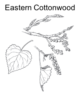 black and white image of cottonwood leaves and flowering branches