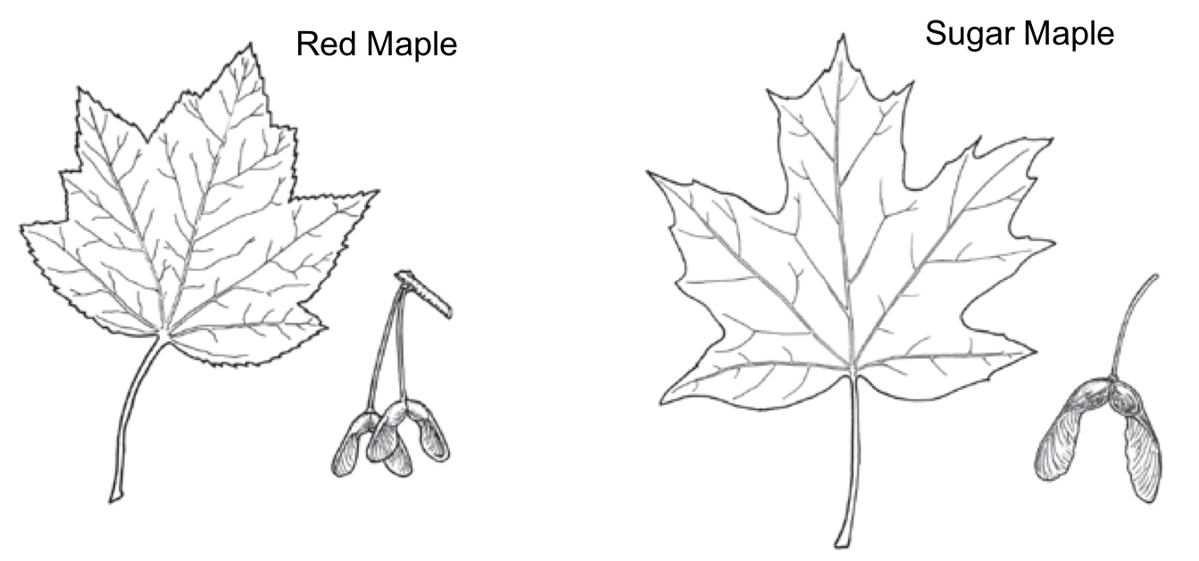 black and white image comparing the leaves of red and sugar maples