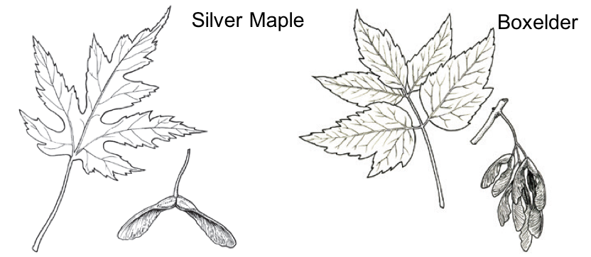 black and white image comparing the leaves of the silver maple and boxelder