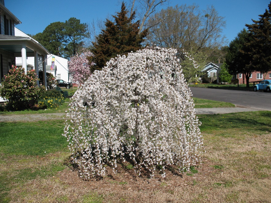 photo of a weeping floral tree in a suburb