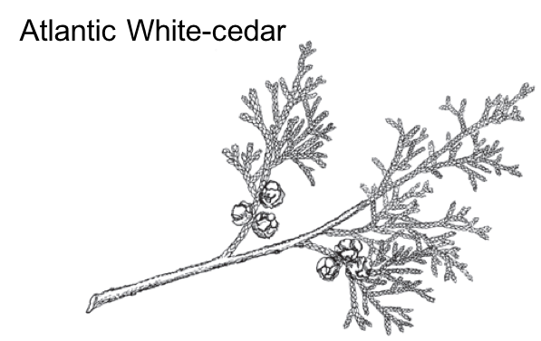 black and white image of white cedar branch