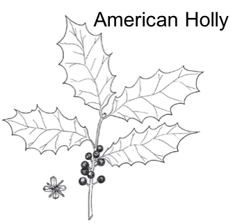 black and white image of American holly leaves and berries