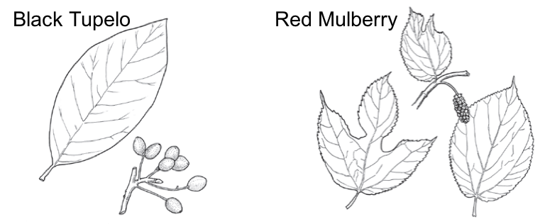 black and white image comparing the leaves of the black tupelo and red mulberry