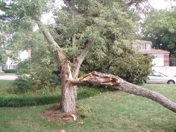 photo of a tree split in half by a storm