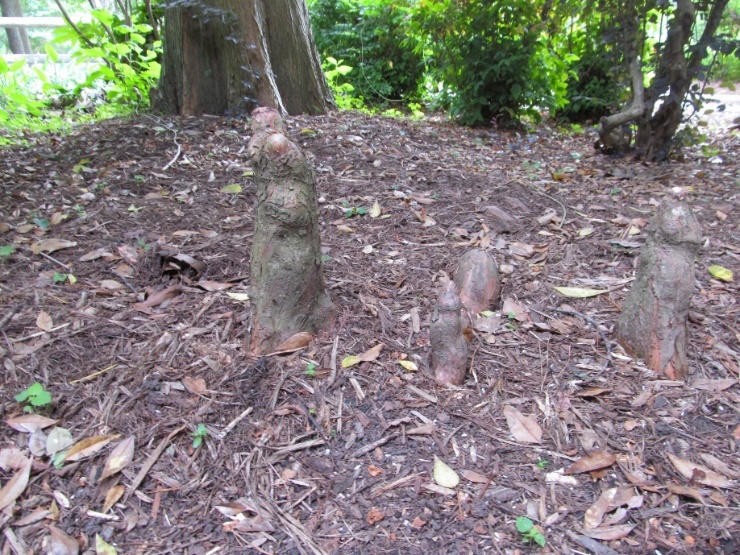 Unique root growth of Bald Cypress coming out of the ground