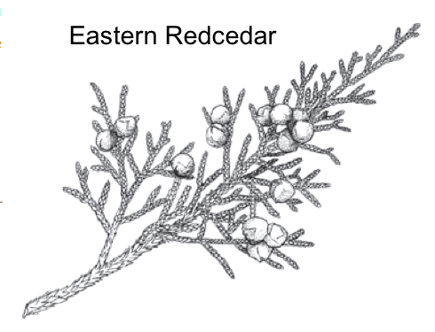 black and white image of red cedar branch
