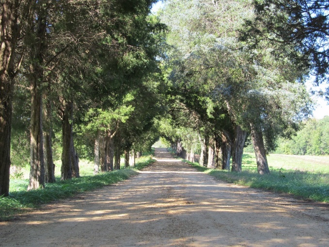cedar trees lining a shaded street in a park