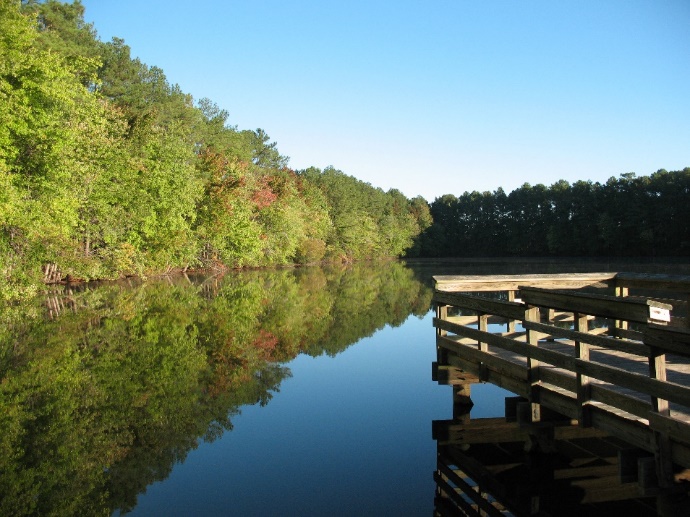 forest lining a lake with a dock