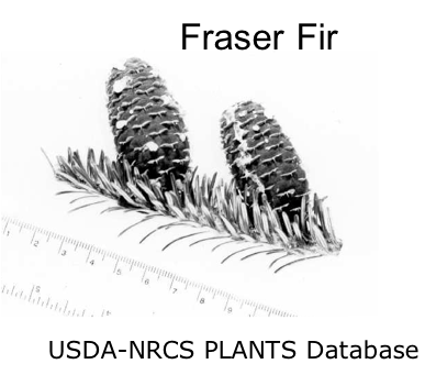 black and white image of fraser fir branch and cones