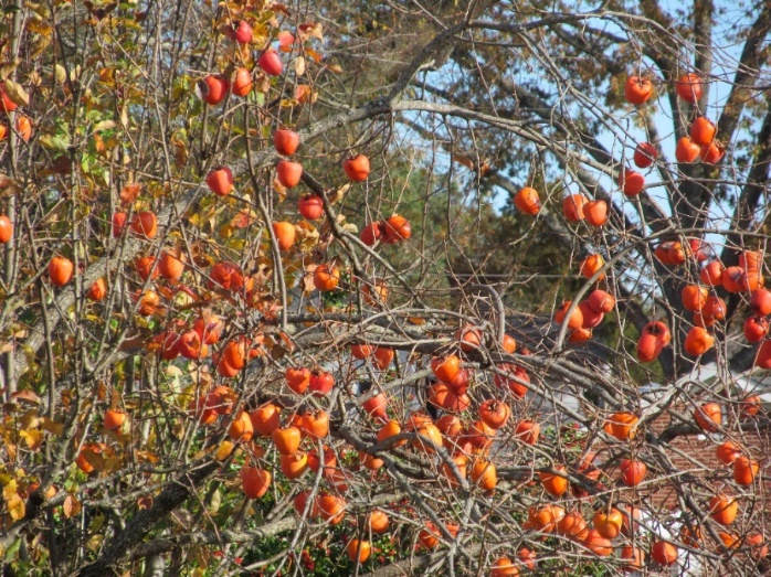 tree in the forest filled with orange fruit