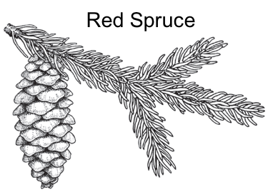 black and white image of red spruce branch and cone