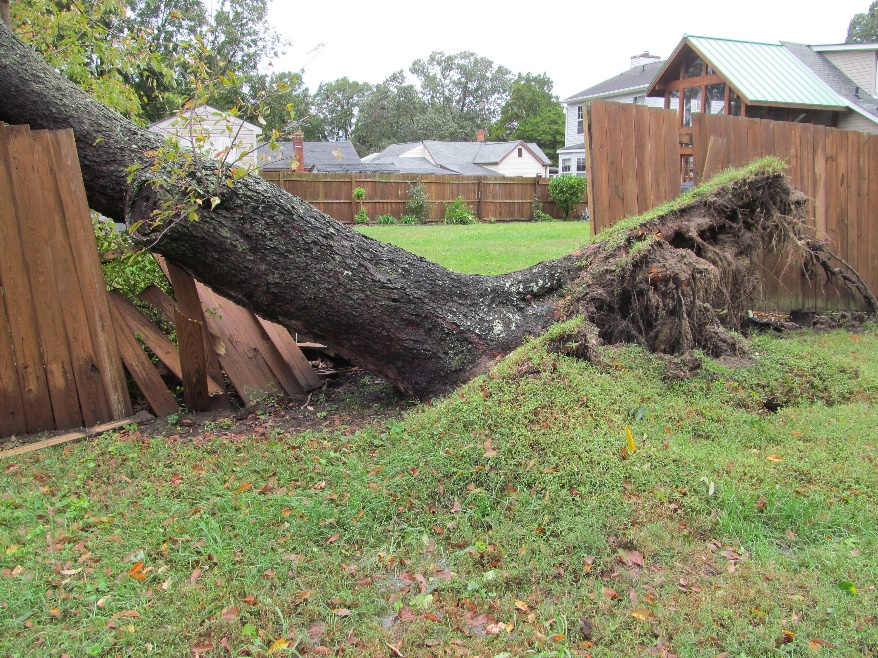 Fallen tree breaking a backyard fence