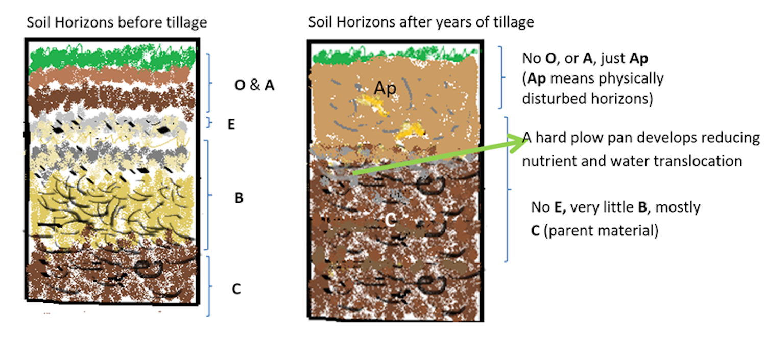 side by side comparison between unplowed soil and frequently plowed soil Figure 6-9 Soils and Plow Pans