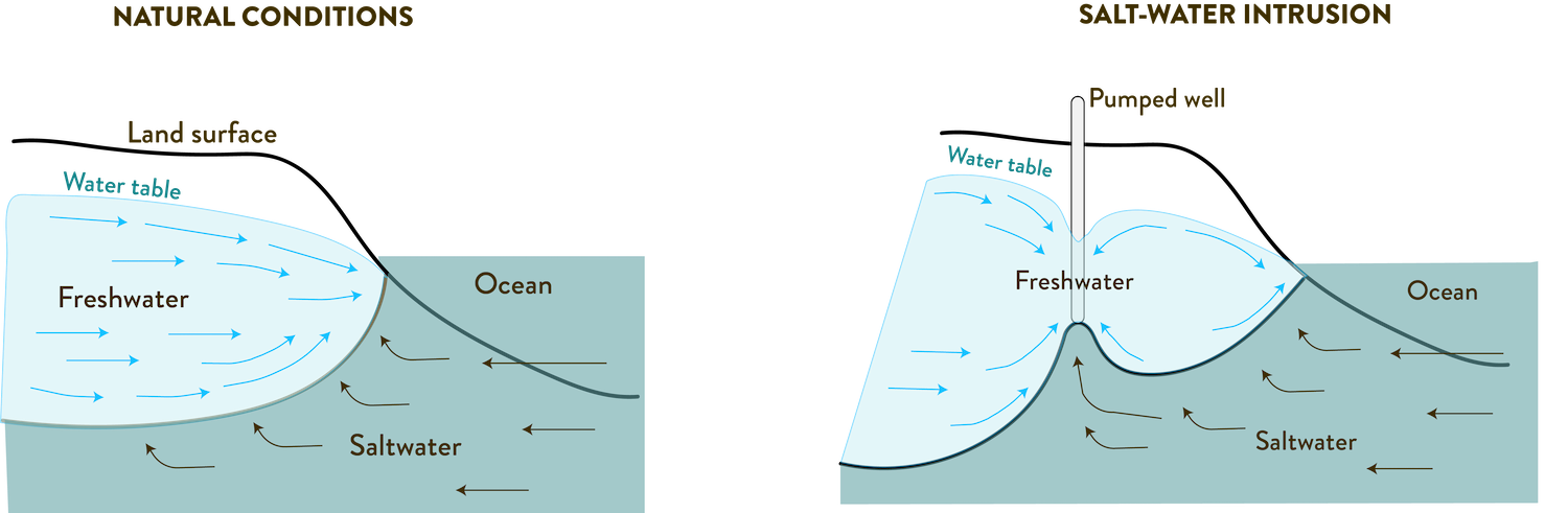Diagram shows saltwater intrusion.on the left, saltwater sits under the ground surface with freshwater ground water on top. on the right, a drilled well reaches down pulling out freshwater and salt water is pulled up in its place