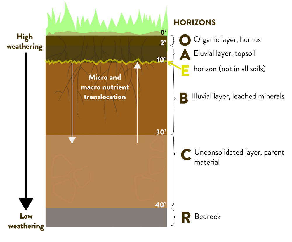 soil horizon diagram