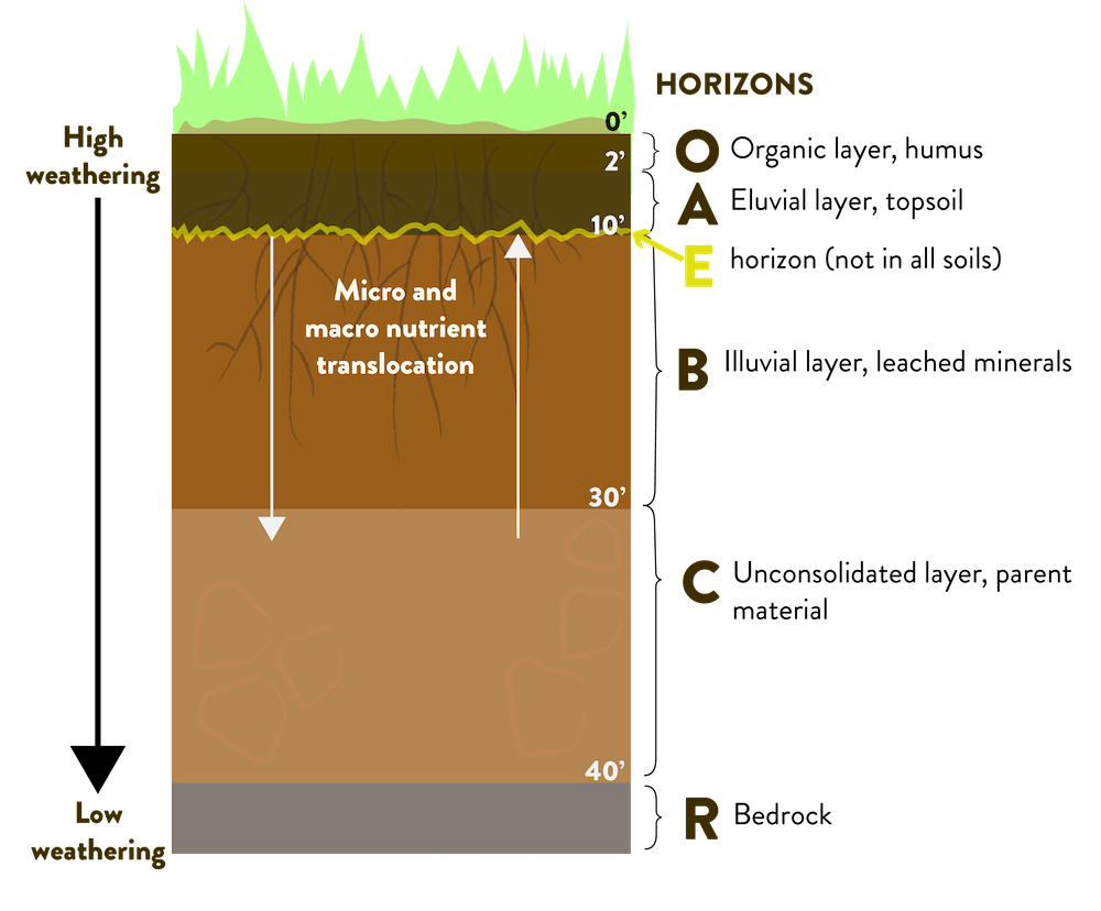 PDF) Physicochemical Properties of Soil under Different Forest