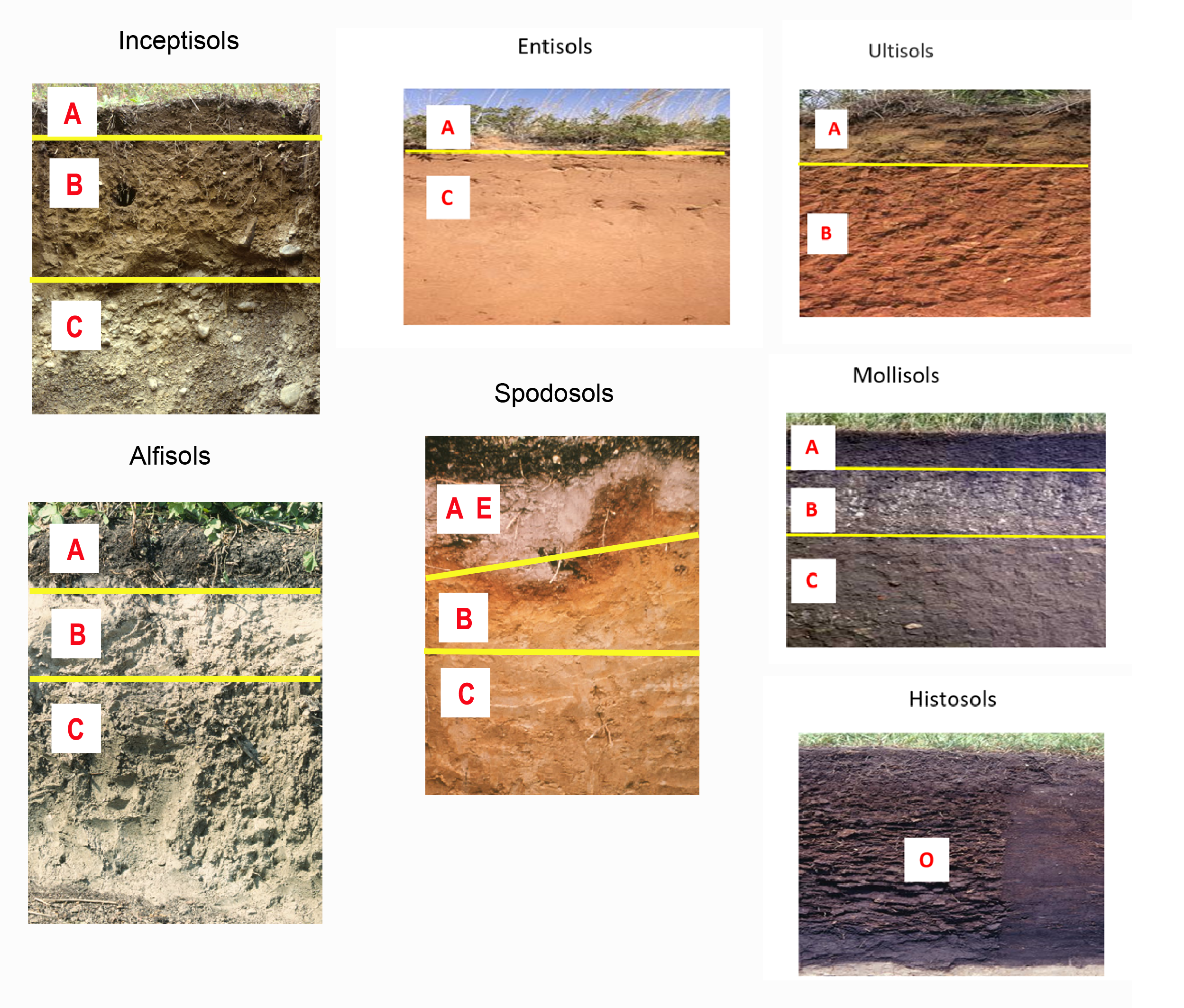 diagrams of different soil types that indicate the horizions within each type. Included are diagrams of Inceptisols (horizons a, b, and c labeled), entisols (horizon a, and c labeled), utilsols (horizons a and b labeled), alfisols (horizon a, b, and c labeled) spodosols (horizons a and e mixed, b, and c labeled) mollisols (horizons a, b and c labeled), and histosols (only horizon o)