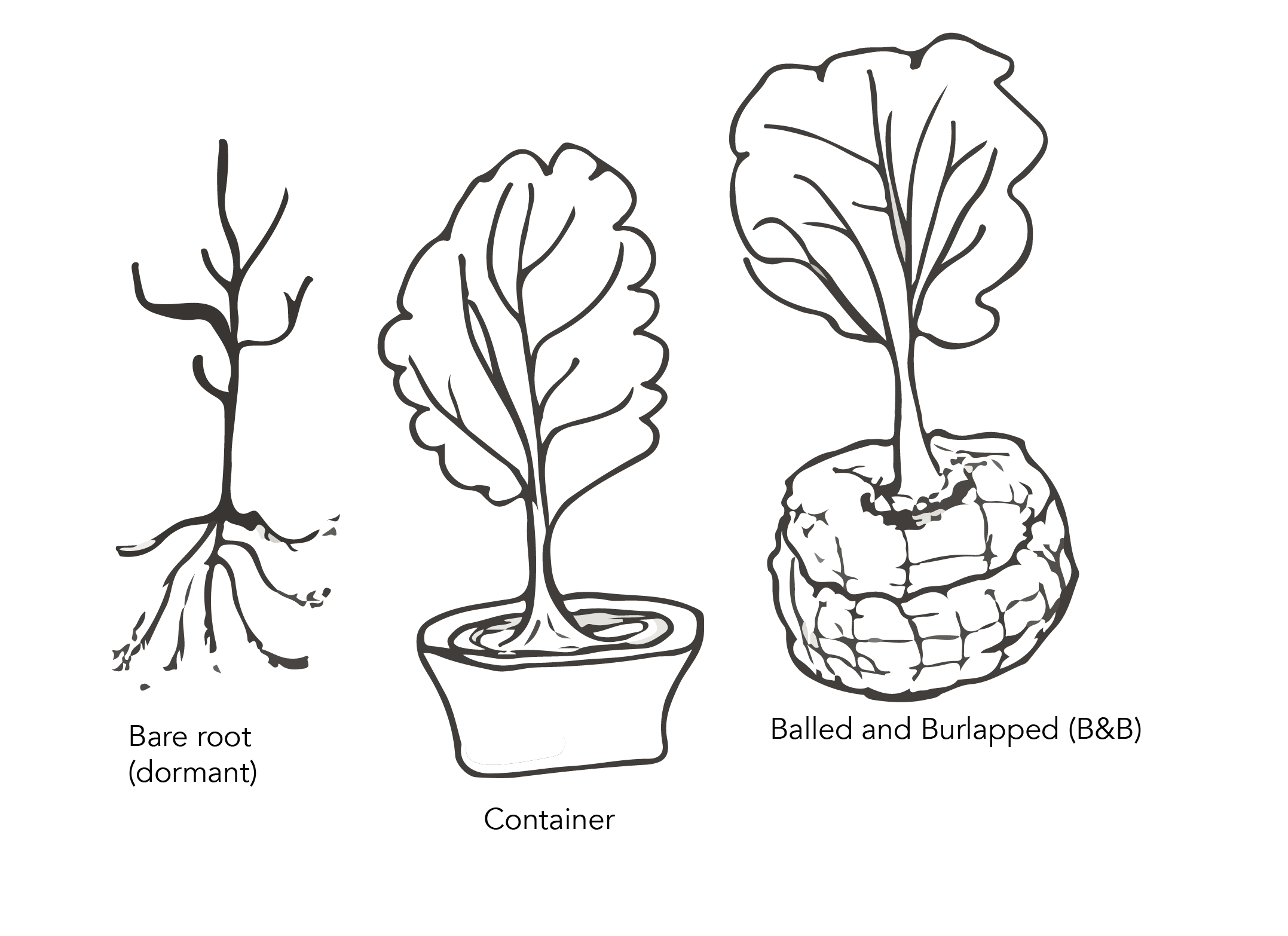 types of planting stock showing bare root, container, balled and burlapped