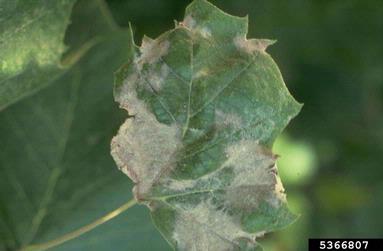 grey lesions on leaf, leaf is dead
