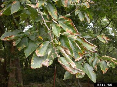 bacterial leaf scorch makes leaves brown around the edges