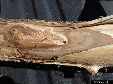 In the interior of a tree branch, a thick curved line around switchback shaped path made by emerald ash borer