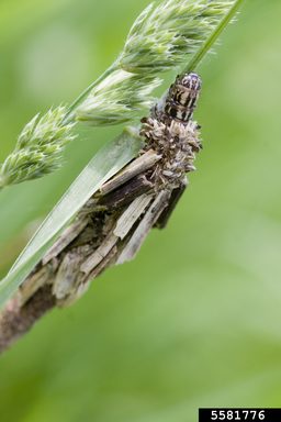 a grey, woody looking bug with stick-like scales and a small cylindrical striped head on leaf eating