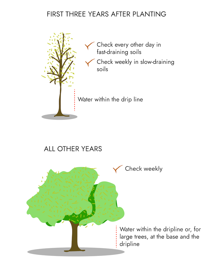 Juvenile tree with text that says for the first three years after planting you should check every other day in fast drainign soils and weekly in slowdraining soils and water within the dripline. Adult tree with instruction for other years to water weekly and instrction to water within the dripline.