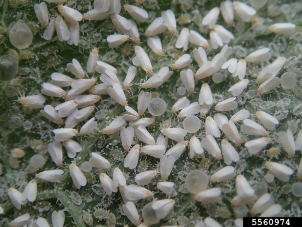 close up photo of a swarm of tiny white flies covering a leaf