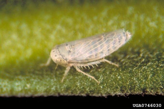close up photo of the leafhopper insect; compact and light tan body