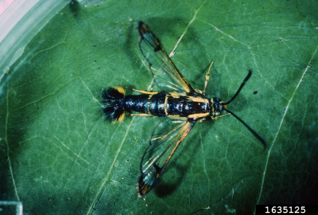 close up photo of a wasp like insect with a black and yellow body (borer)