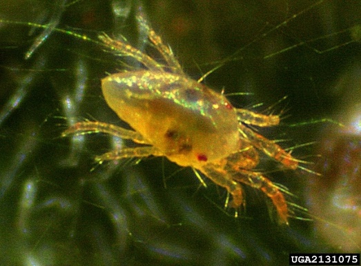 close up photo of a spider mite; yellow and translucent body with two opposite red spots