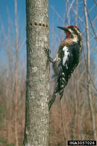 photo of a black and white medium sized bird boring holes into a sapling