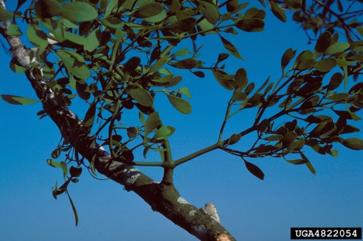 photo of mistletoe tree against a blue sky
