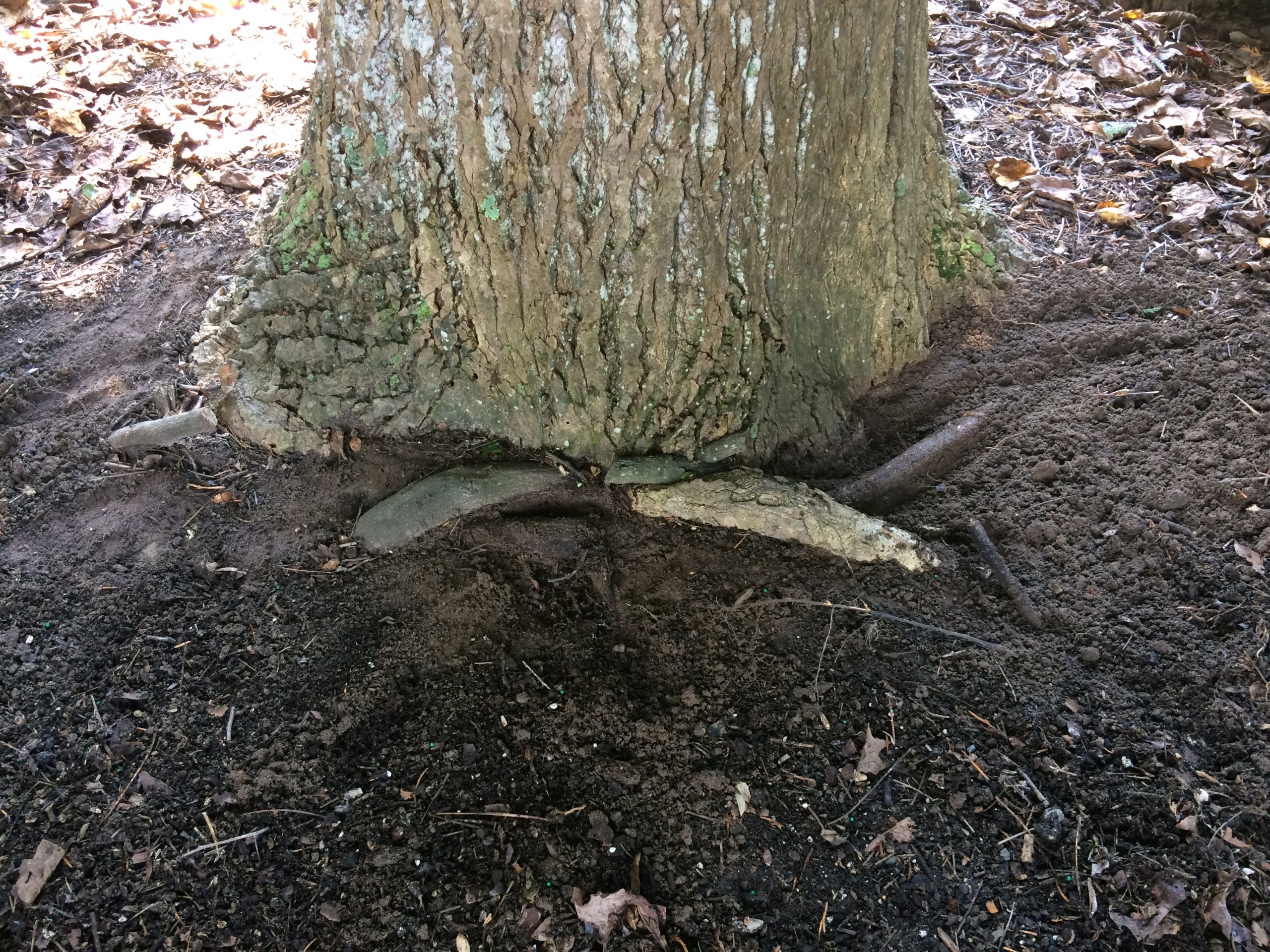 tree with roots wrapped around base just under soil