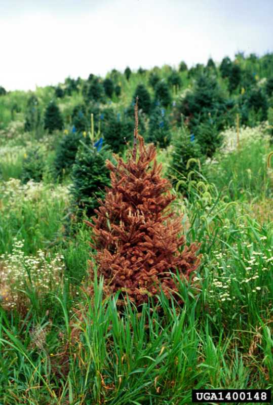 brown, dry evergreen tree in a field of healthy green evergreens