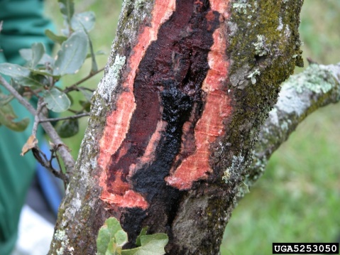 close up of a diseased tree trunk, exterior bark is coral/orange color. Deep inside, root is black and slimy