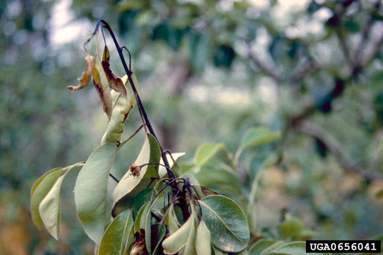 withered and dry leaves on the end of a branch