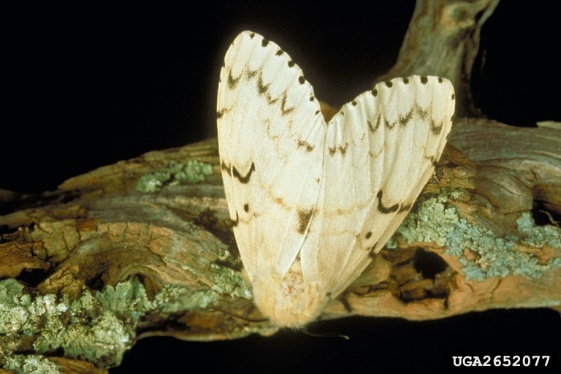 close up photo of the white gypsy moth on a tree branch