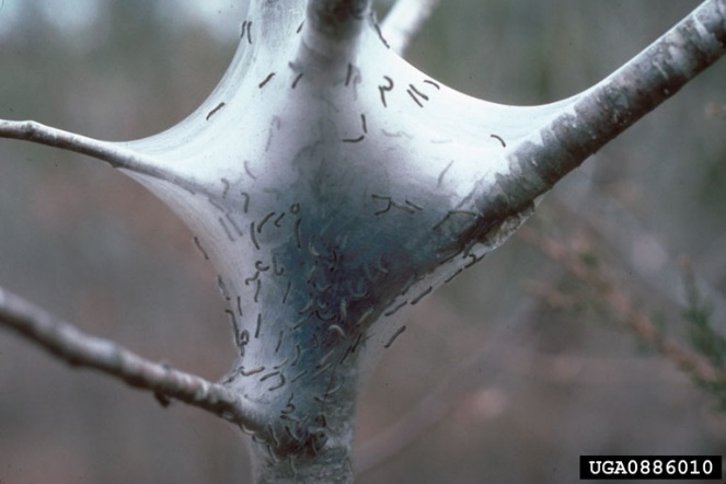 close up photo of tent like webs filled with larvae covering the branches of a young tree