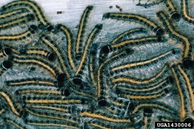 close up photo of a group of tent caterpillars; black bodies with a yellow stripe up the center