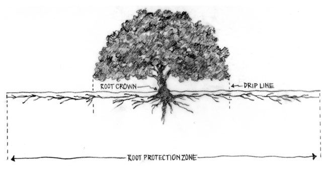 tree diagram showing roots expanding out far into the root protection zone