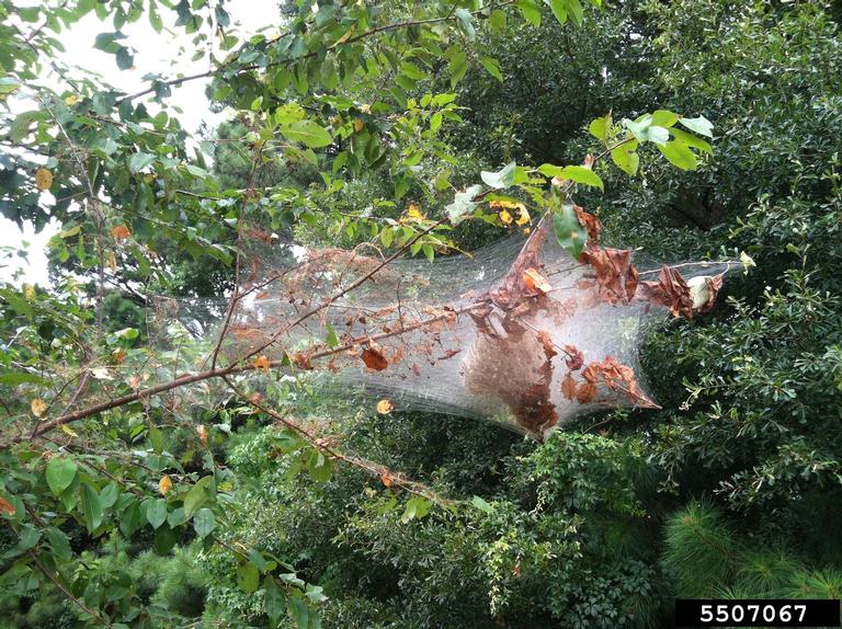 photo of large tent like webs covering a dead tree branch